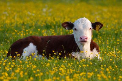 Buttercup Meadow at Little Wittenham