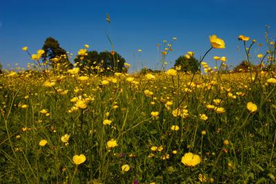 Buttercup Meadow Closeup