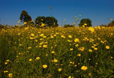 Buttercup Meadow Macro