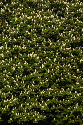 Horse Chestnut Tree In Full Blossom
