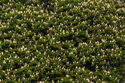 Horse Chestnut Tree In Full Blossom