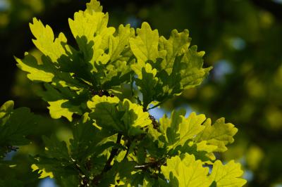 Pristine new oak leaves in the spring sunshine