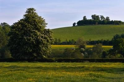Wittenham Clumps In Spring