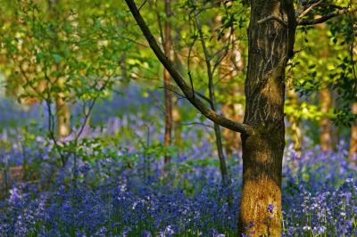 Bluebells Monet