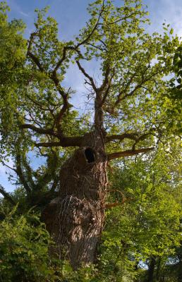 Old Man Burnham, gnarled old Oak tree at Burnham Beeches ancient