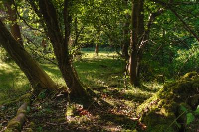 Emerald Evening, Burnham Beeches, Buckinghamshire
