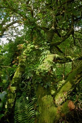 Madron Well Woodland