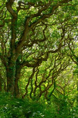 Grove of Oaks in Milllook Woods, Cornwall