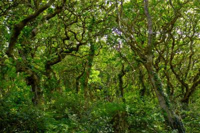 Grove of Oaks in Milllook Woods, Cornwall