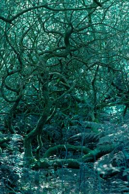 Tangled Underbrush