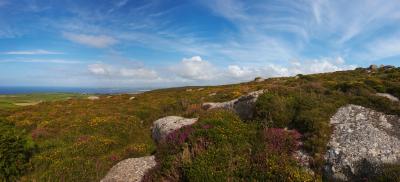 Rosewall Hill Heather And Gorse In Bloom