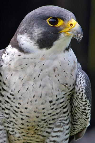 Peregrine Falcon Portrait