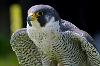 Peregrine Falcon Portrait