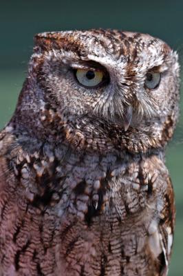 Western Screech Owl