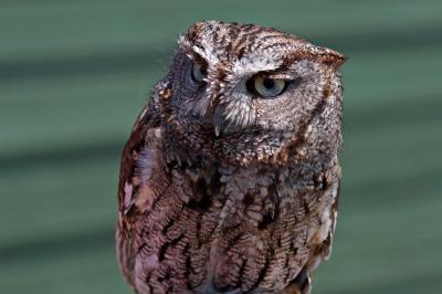 Western Screech Owl