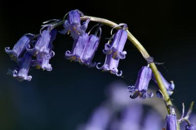 Bluebell Arch