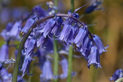 Bluebell Flowers