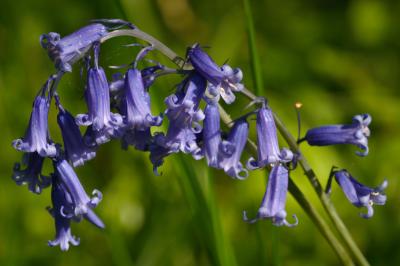 Bluebell Arches