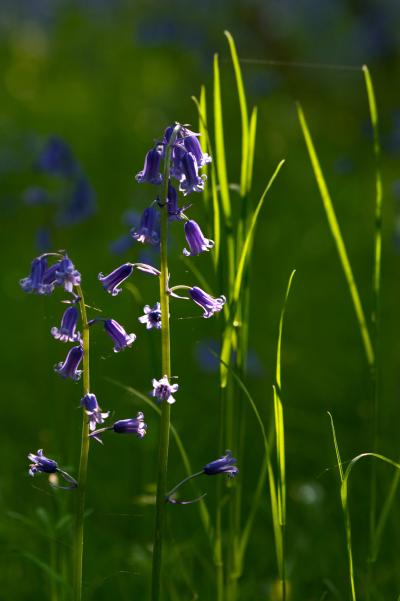 Nature's Light Painting