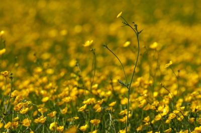 Buttercups In Spring