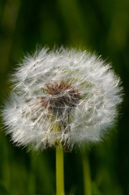 Dandelion Seed Head
