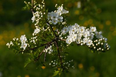 Hawthorn Blossom