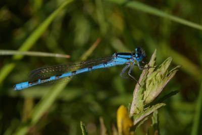 Common Blue Damselfly