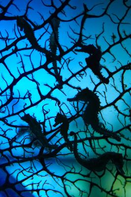 Sea Horses and Coral